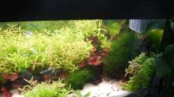 Aquarium Mein Traumbecken