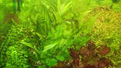 Pflanzen im Aquarium Mein Traumbecken