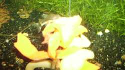 Besatz im Aquarium Mein Traumbecken