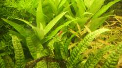 Pflanzen im Aquarium Mein Traumbecken