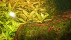 Besatz im Aquarium Mein Traumbecken