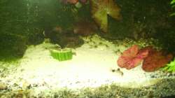 Besatz im Aquarium Mein Traumbecken