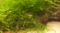 Red cherry und Red fire Miniausgabe