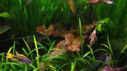 Kakadu-ZBB(m) und Ancistrus spec, rot
