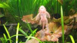 Tigerlotus und Ancistus spec, rot