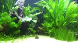 07.06.2009 ~ Linke Beckenseite (wer kann mir sagen welche Vallisneria-Art in der