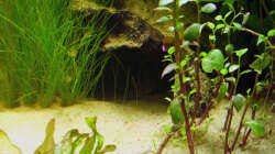 24.06.2009 ~ Wurzelwohung... Wurzelgasse 9