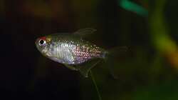 24.04.2010 ~ Brillantsalmler~  Moenkhausia pittieri ~