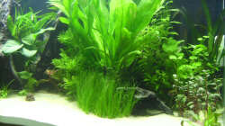 07.06.2009 ~ Rechte Beckenseite