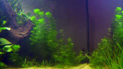 19.06.2009 ~ Spiegelungen