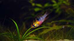 24.4.2010 ~ Strolchi ~