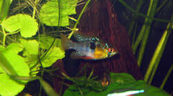 02.11.2009 ~ Meine Ramirezi bei der Brutpflege ~