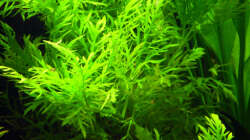 24.06.2009 ~ Indischer Wasserstern