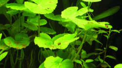 24.06.2009 ~ Brasilianischer Wassernabel