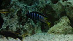 Pseudotropheus elongatus mpanga Bock