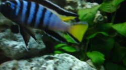 altes Foto aber es zeigt die Schönheit meines Mpangas :) 