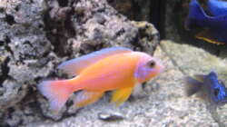 Aulonocara ´Fire Fish´