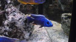 Oben: Aulonocara Mamelela