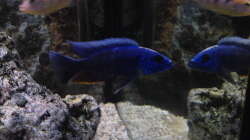 Sciaenochromis fryeri