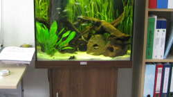 aktuell - mit Lavasteinhoehlen fuer die Welse