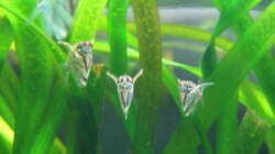 marmorierte Beilbauchfische