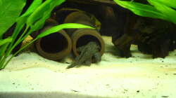 L-260:  seitdem er eine Hoehle hat ist er immer zu sehen.