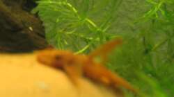 Besatz im Aquarium Süßwassergesellschaftsbecken