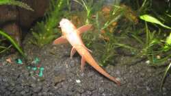 Roter Zwerghexenwels