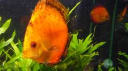 Besatz im Aquarium Diskus