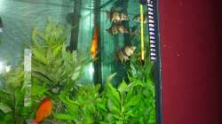 Aquarium Diskus