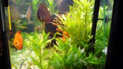 Aquarium Diskus