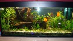 Aquarium Diskus