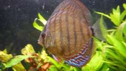Besatz im Aquarium Diskus