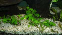Anubias nana Gold