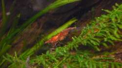 Aquarium Diskus