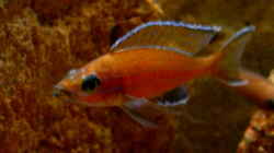  Paracyprichromis nigripinnis Chituta male