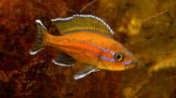  Paracyprichromis nigripinnis Chituta male