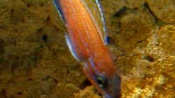 Paracyprichromis nigripinnis Chituta male