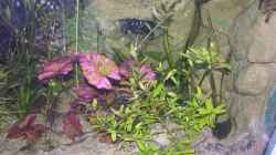 Pflanzen im Aquarium Becken 13562