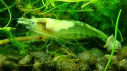 Weiße Garnele - Geschenk von Mark - dem Monatssieger vom Mai 2009