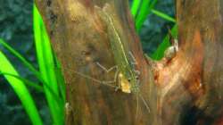 Amano-Garnele mit Futter