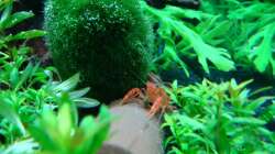 Kleinkres auf seiner Röhre mit Futter fest im Griff