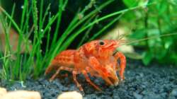 Kleinkrebs mit Futter