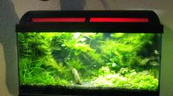 Aquarium Kleines Gesellschaftsbecken