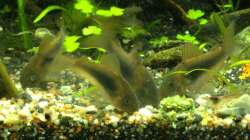 11. Januar 2013 - Ganz links ist der Panzerwels mit der missgebildeten Scnauze. Ich