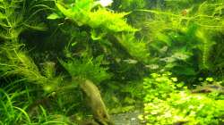 Februar 2013 - Detail Pflanzen