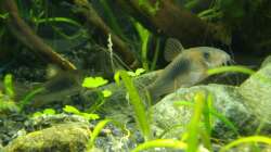 Drei der zehn Metallpanzerwelse