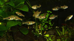 Februar 2013 - Rote Keilfleckbärblinge wenige Minuten nach dem Einsätzen