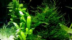 Pflanzen im Aquarium Garnelen-Tempel by Malawifreak