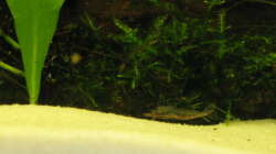 Pflanzen im Aquarium Garnelen-Tempel by Malawifreak